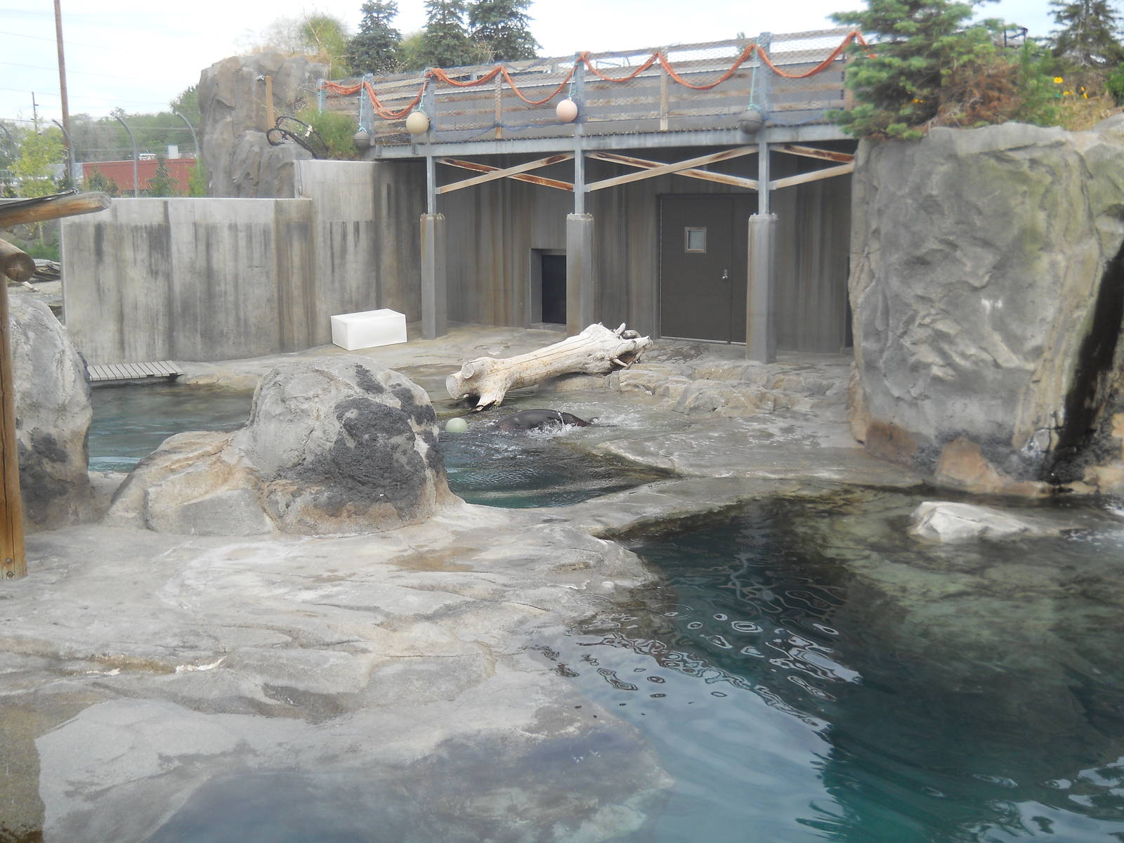 California sea lion and harbor seal pool