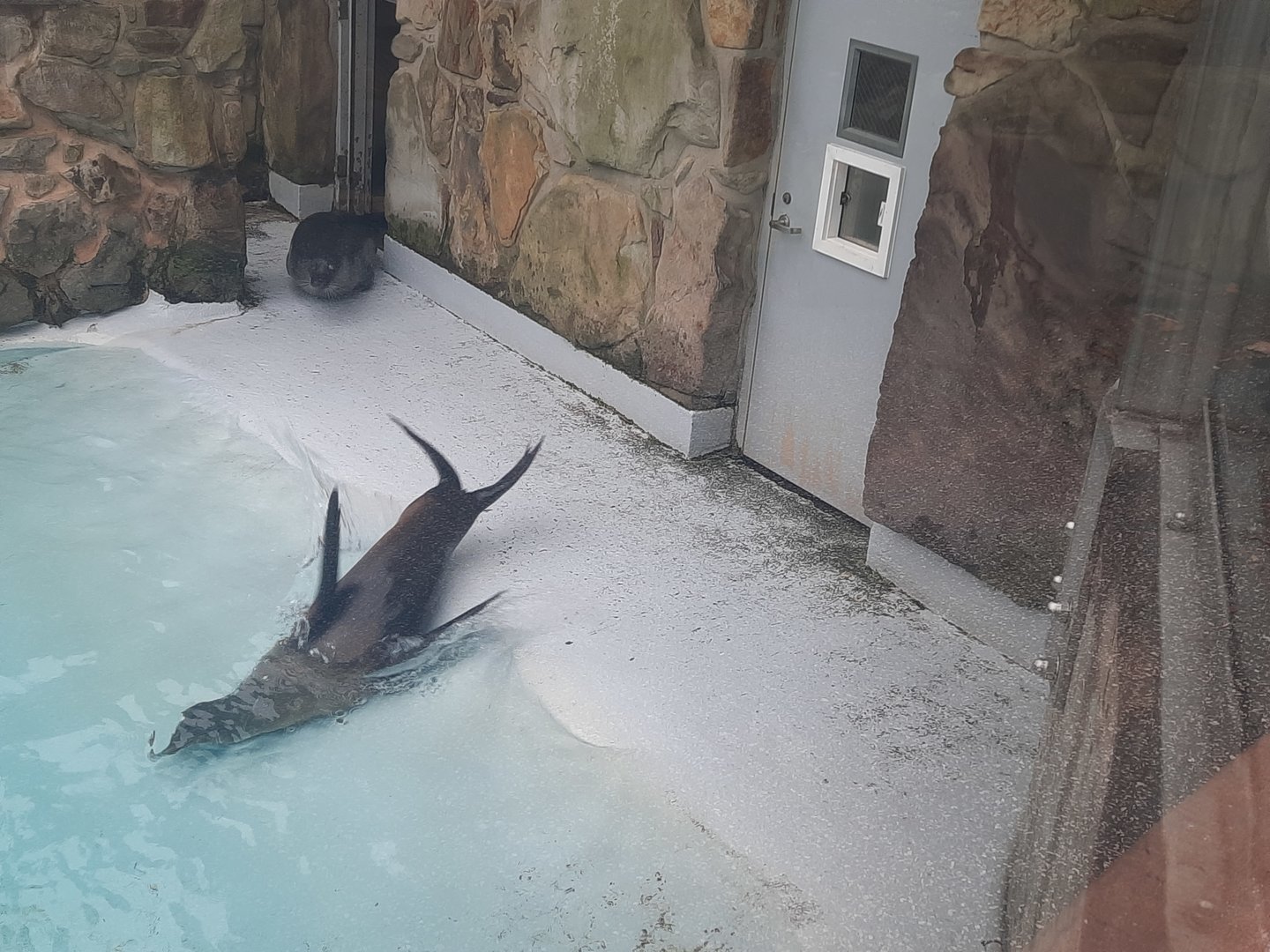 California Sea Lion and Harbor Seal