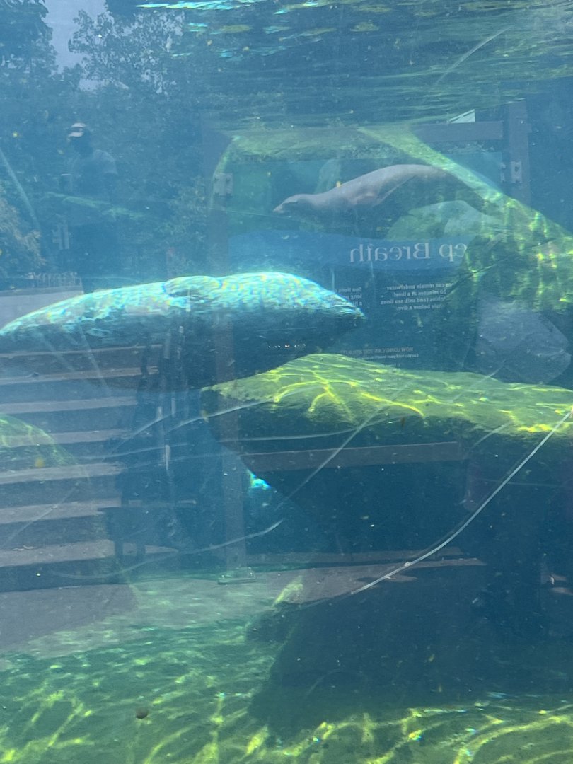 California Sea Lion and Harbor Seal