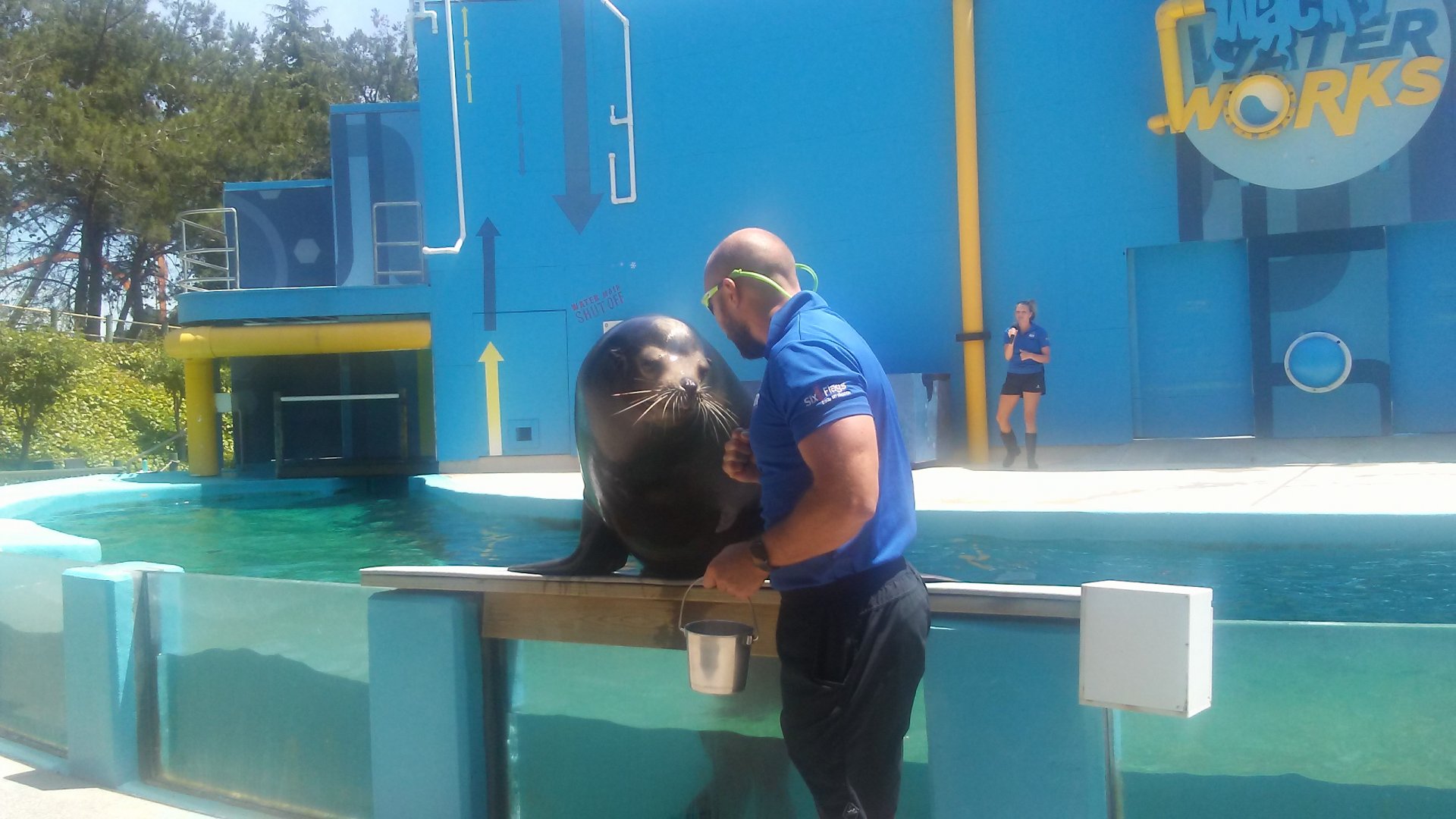 California sea lion and keeper