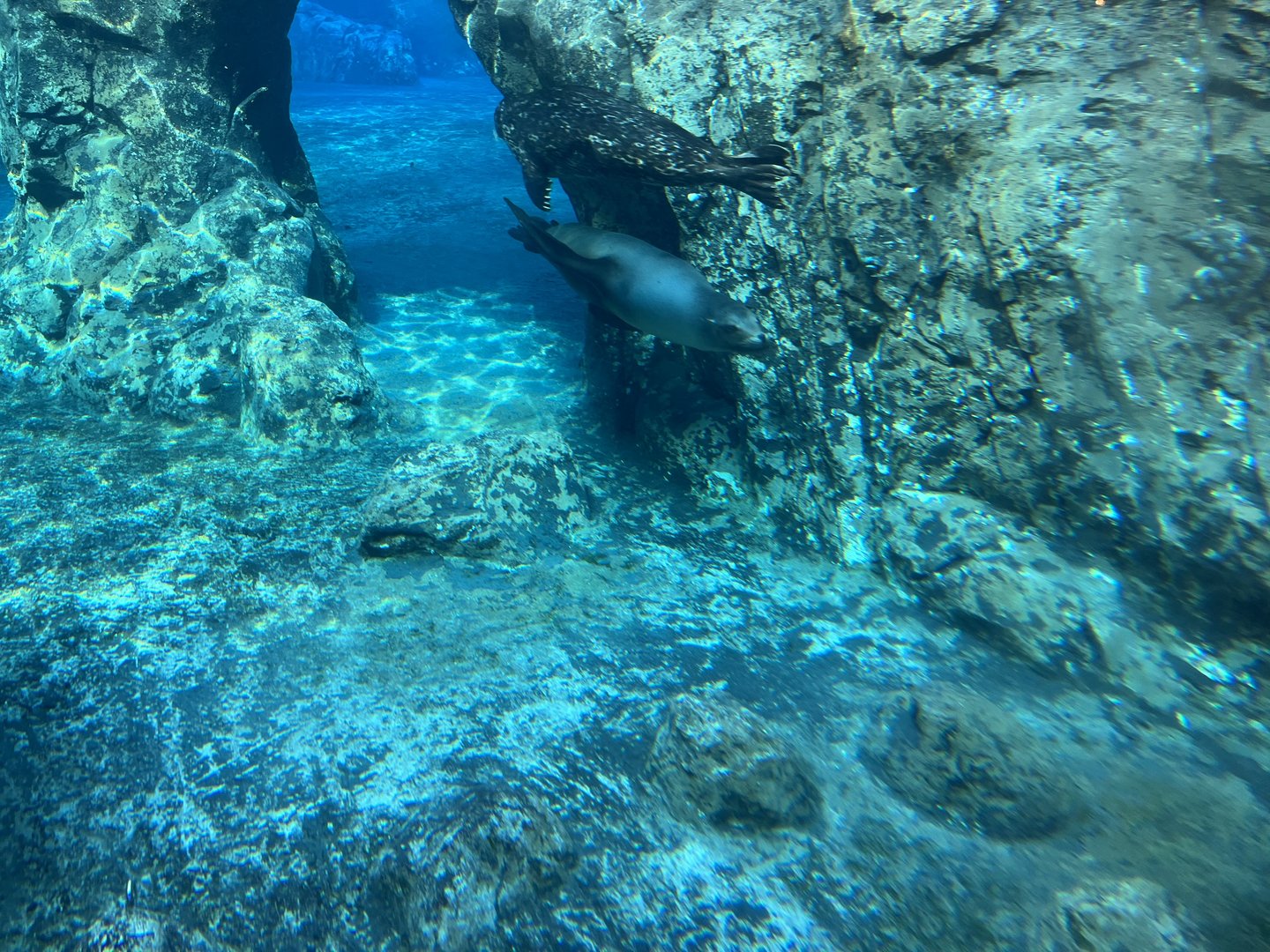 California Sea Lion and Pacific Harbor Seal