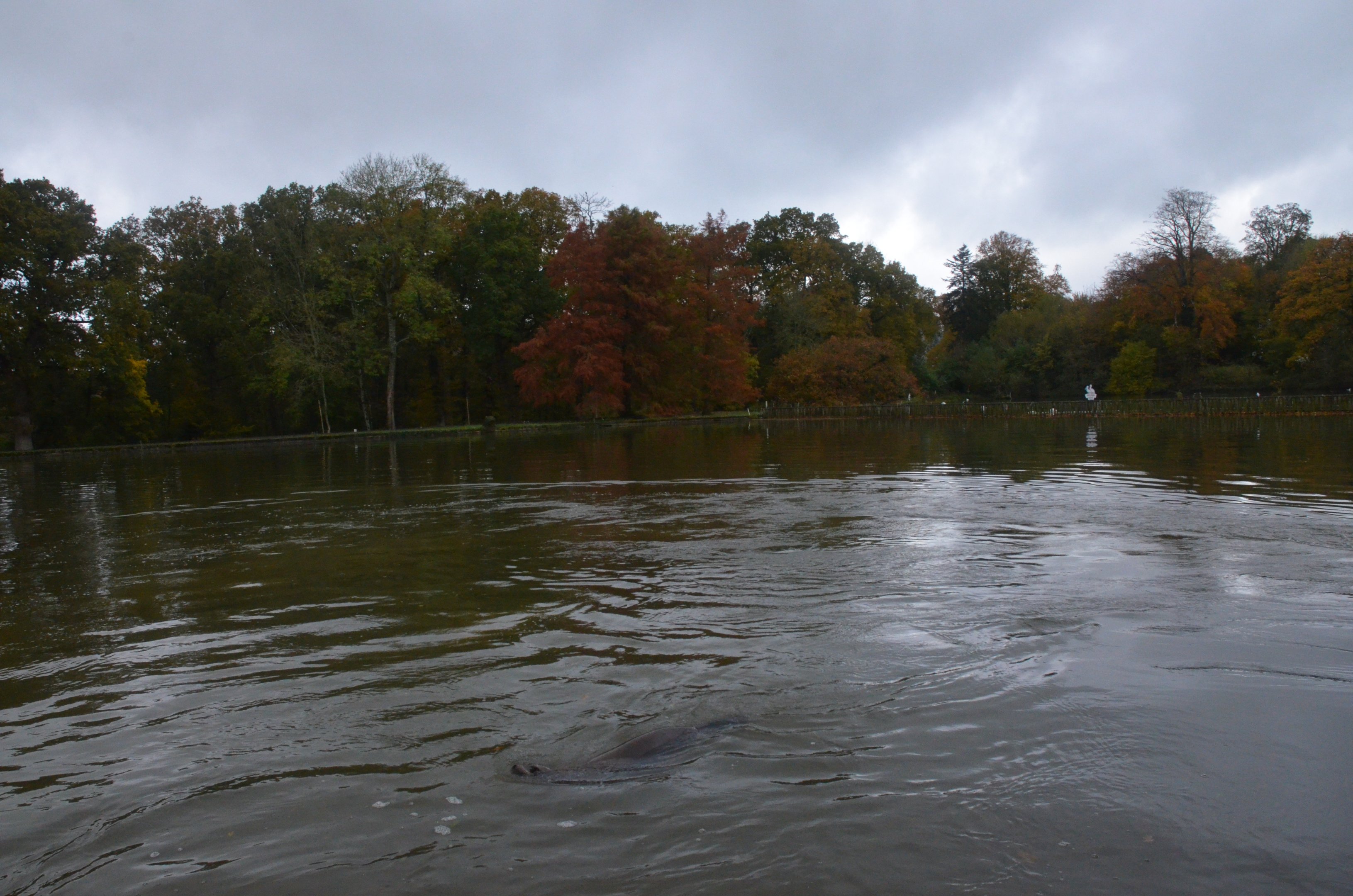 California Sea Lion and Pelican Cove (Half-Mile Lake) at Longleat, 03/11/19