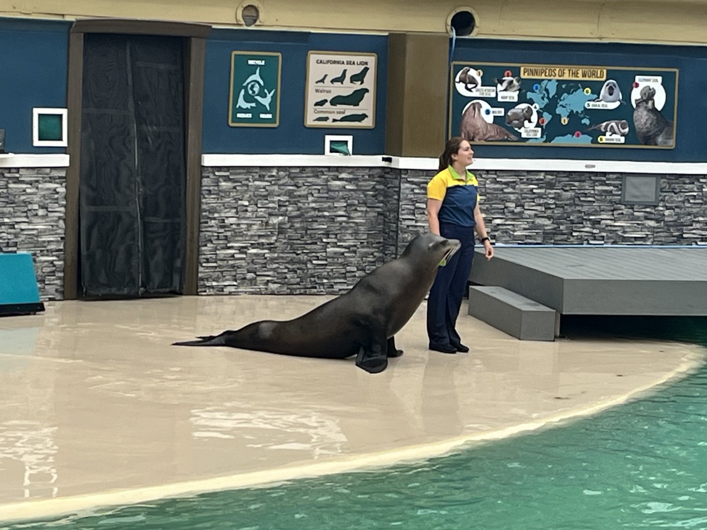 California Sea Lion and Trainer