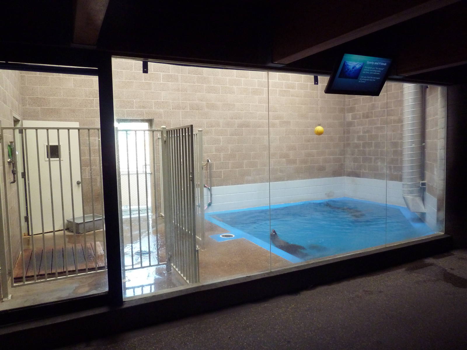 California Sea Lion Arena - Indoor Pool