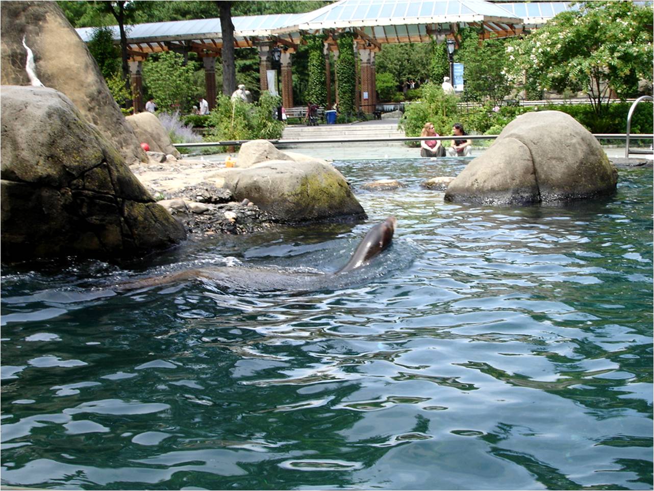 California Sea Lion at Central Park Zoo, 10/08/08