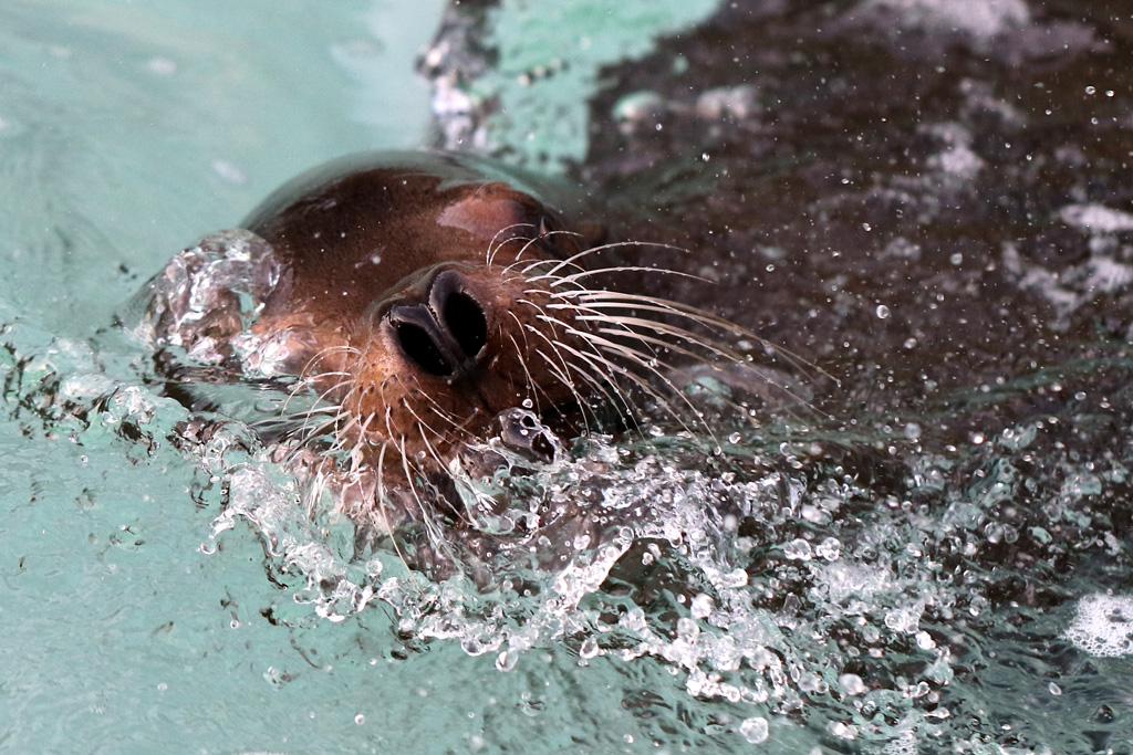 California Sea Lion at Knowsley Safari 22/12/2016
