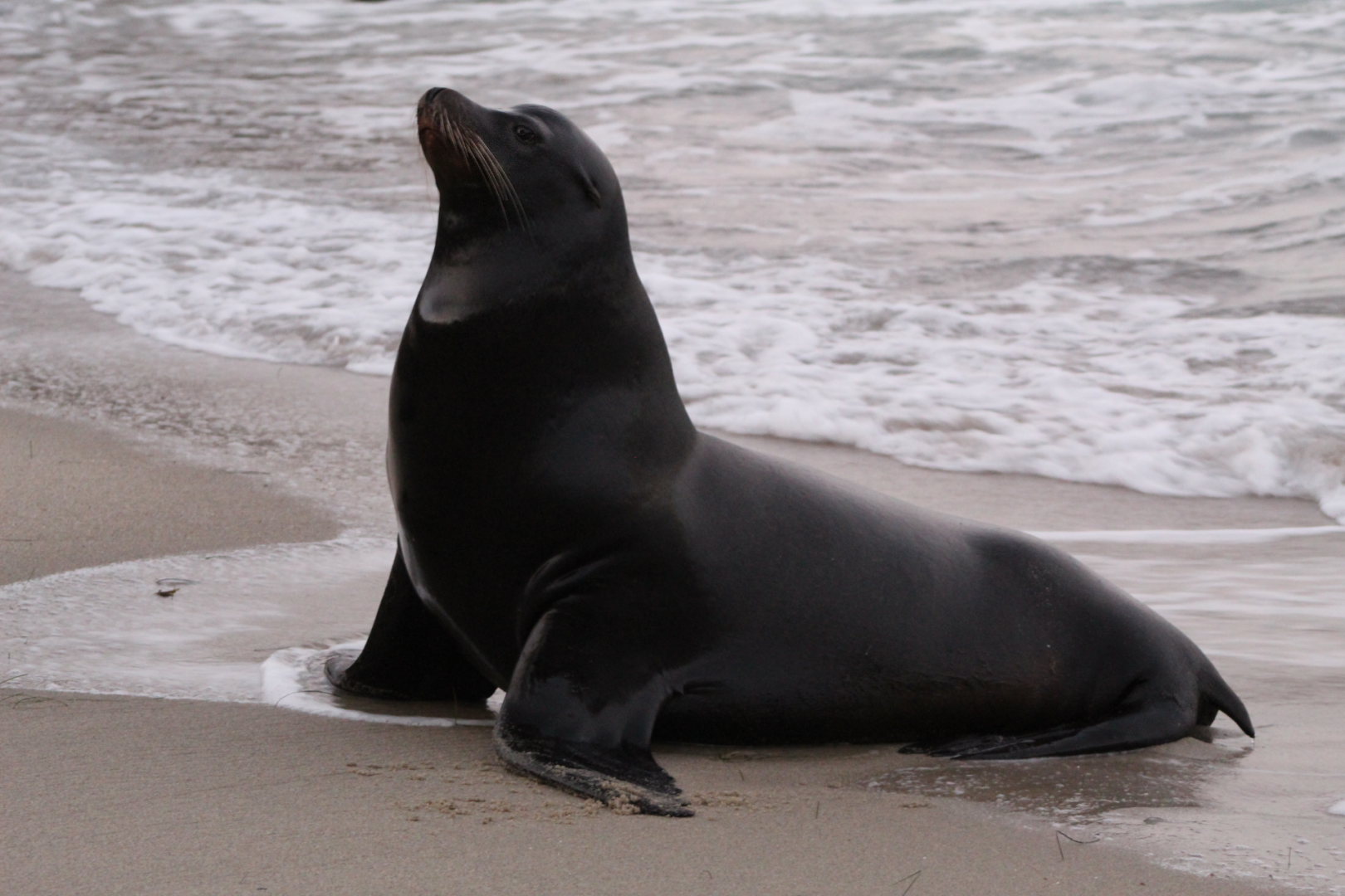 California Sea Lion at La Jolla Cove