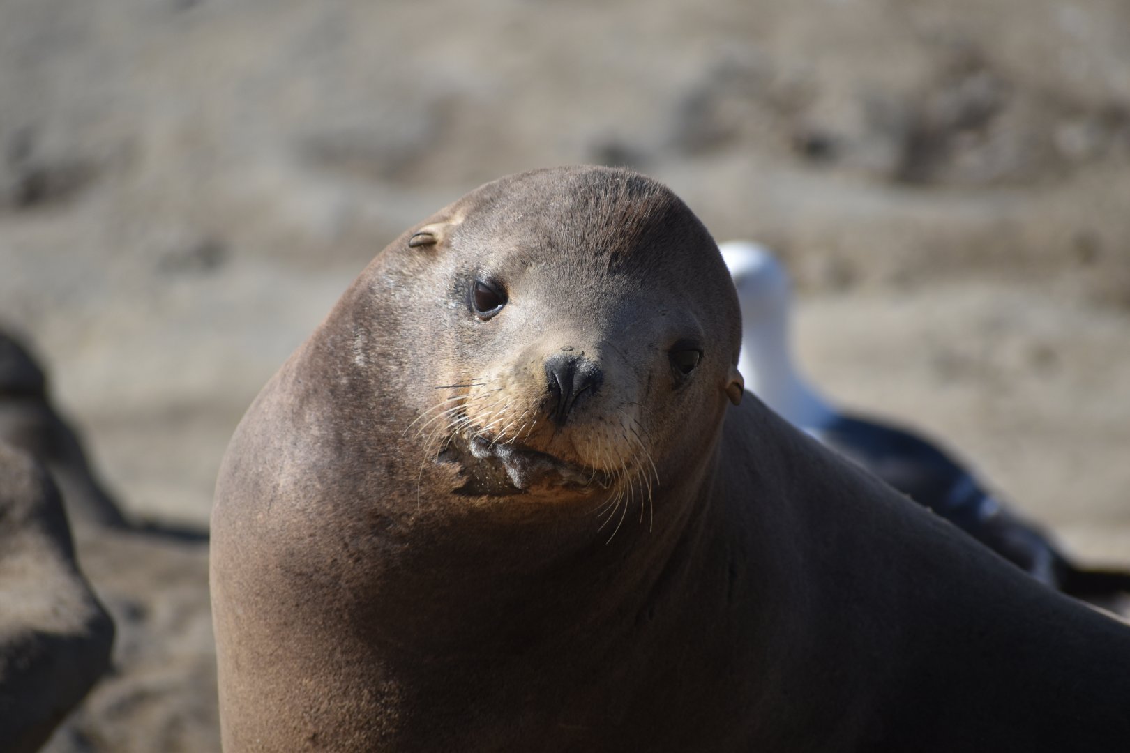 California Sea Lion at La Jolla