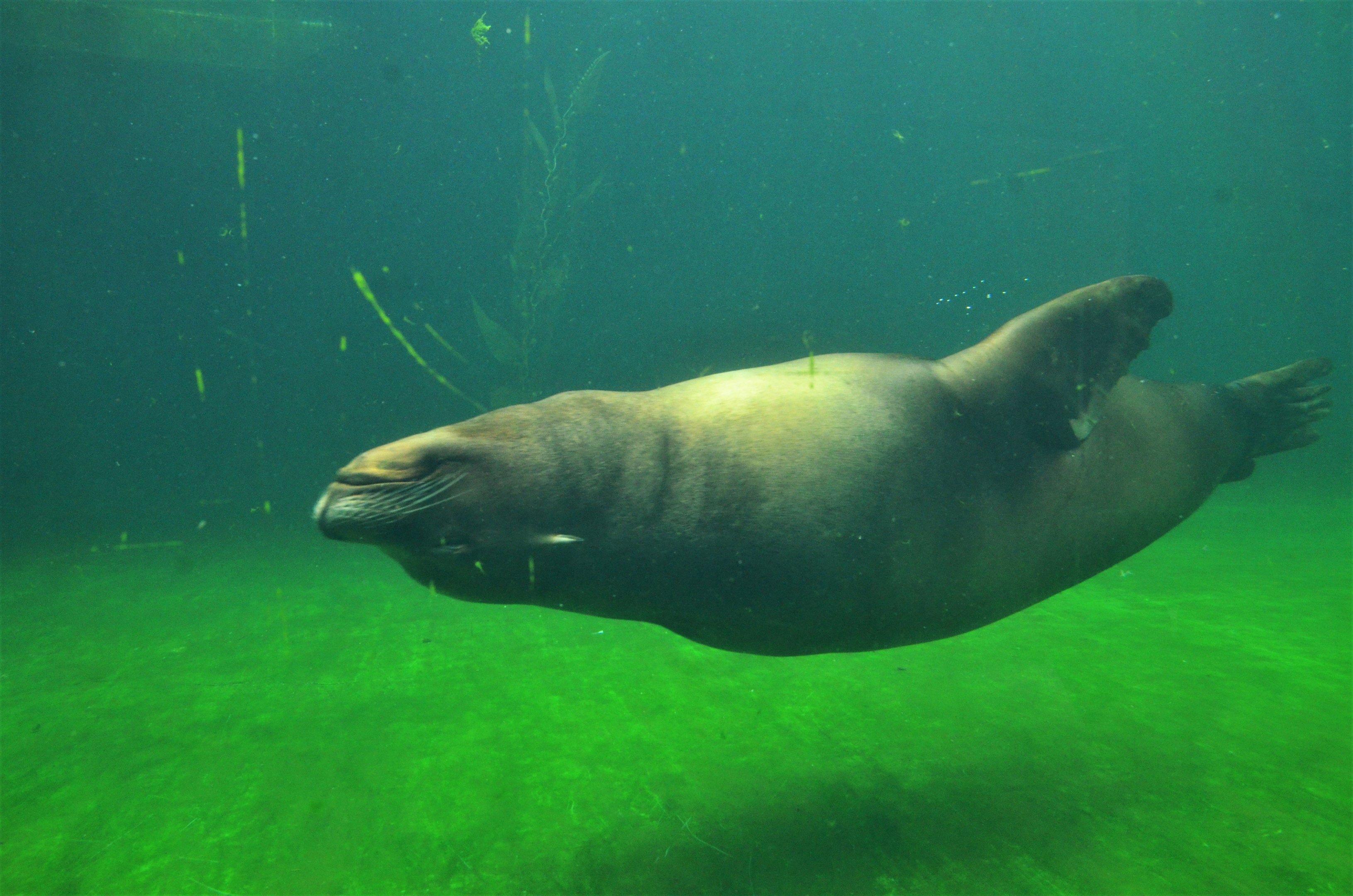 California Sea Lion at Ljubljana Zoo, 07/03/18