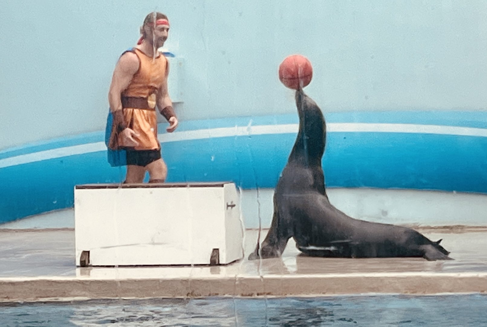 California Sea Lion balancing a ball for Hercules