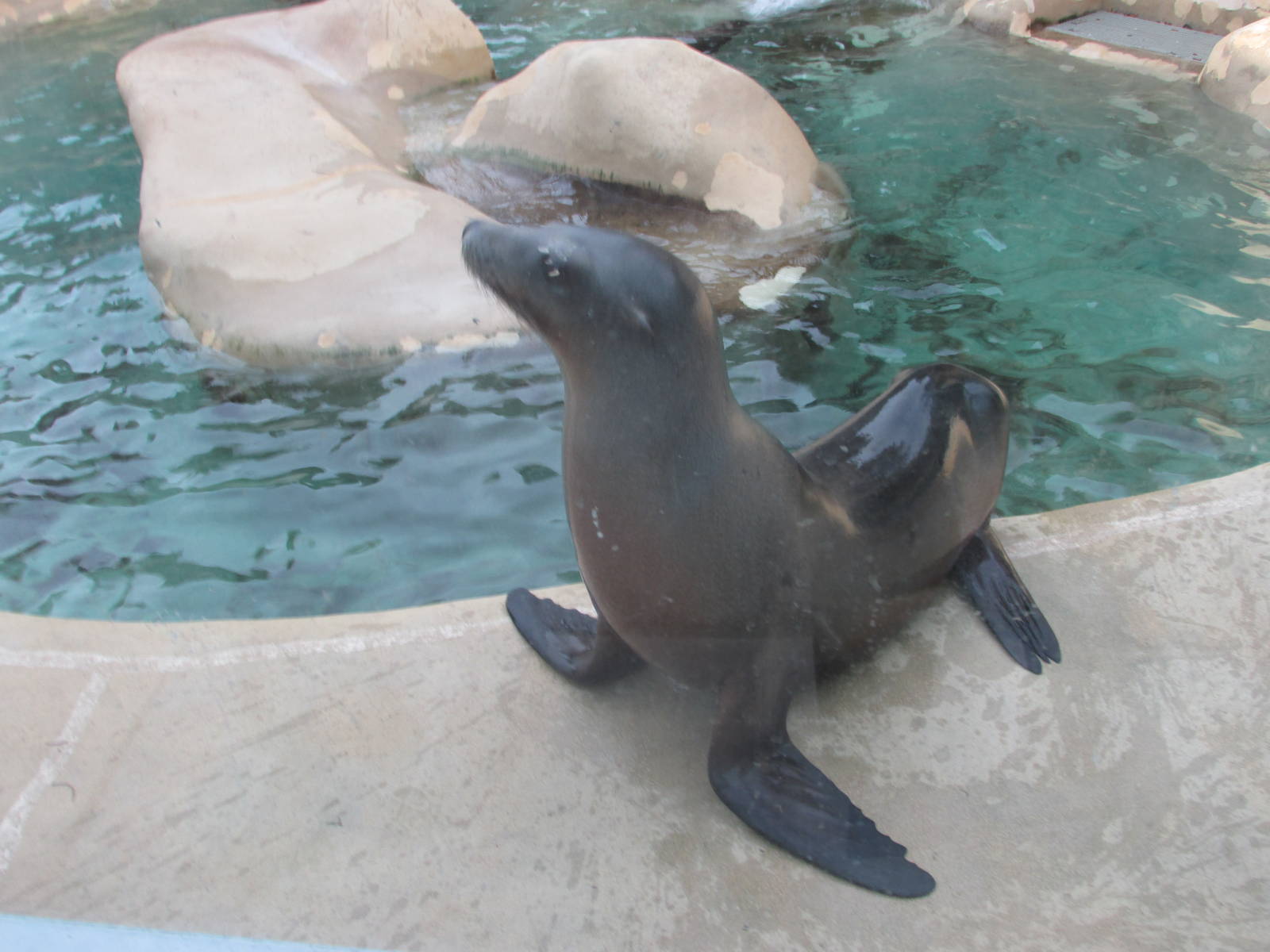 california sea lion brookfield zoo