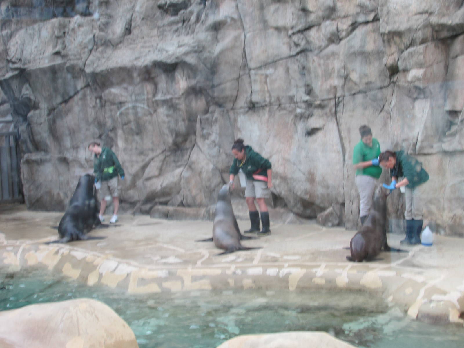 california sea lion brookfield zoo