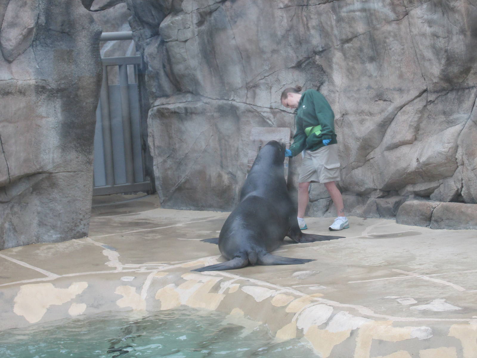 california sea lion brookfield zoo