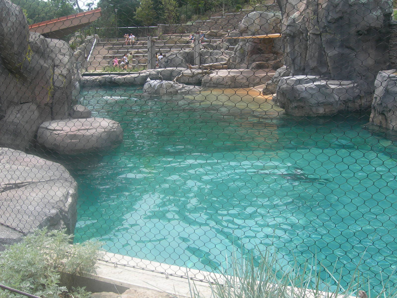 California Sea Lion/Brown Pelican Exhibit