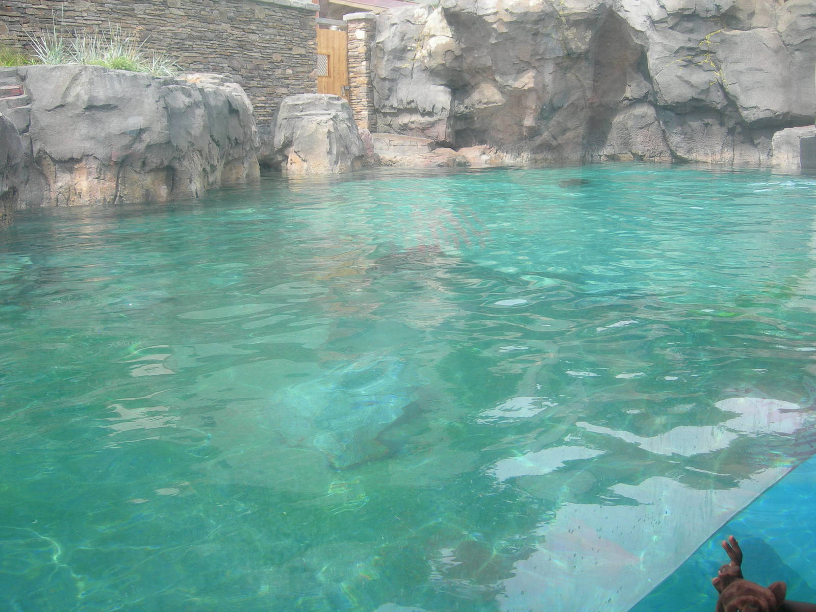 California Sea Lion/Brown Pelican Exhibit