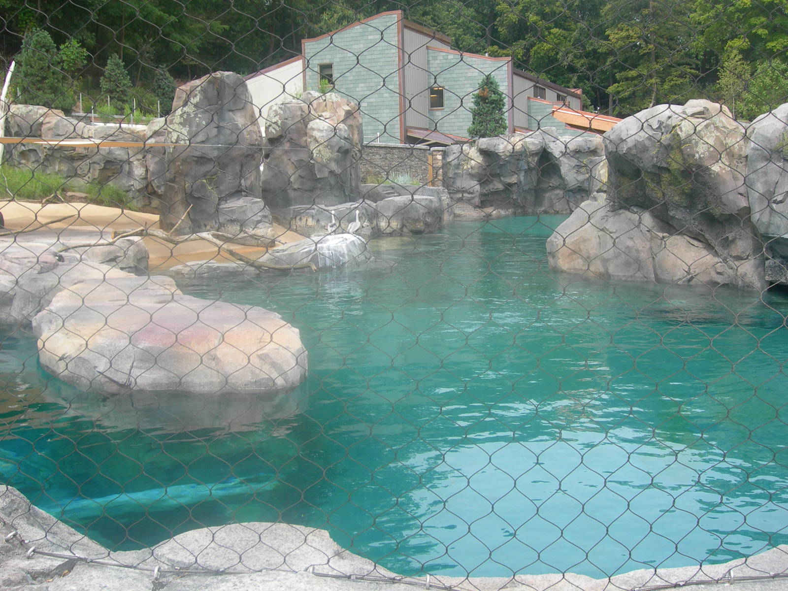 California Sea Lion/Brown Pelican Exhibit