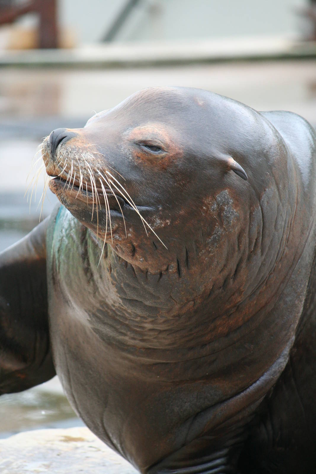 California sea lion bull
