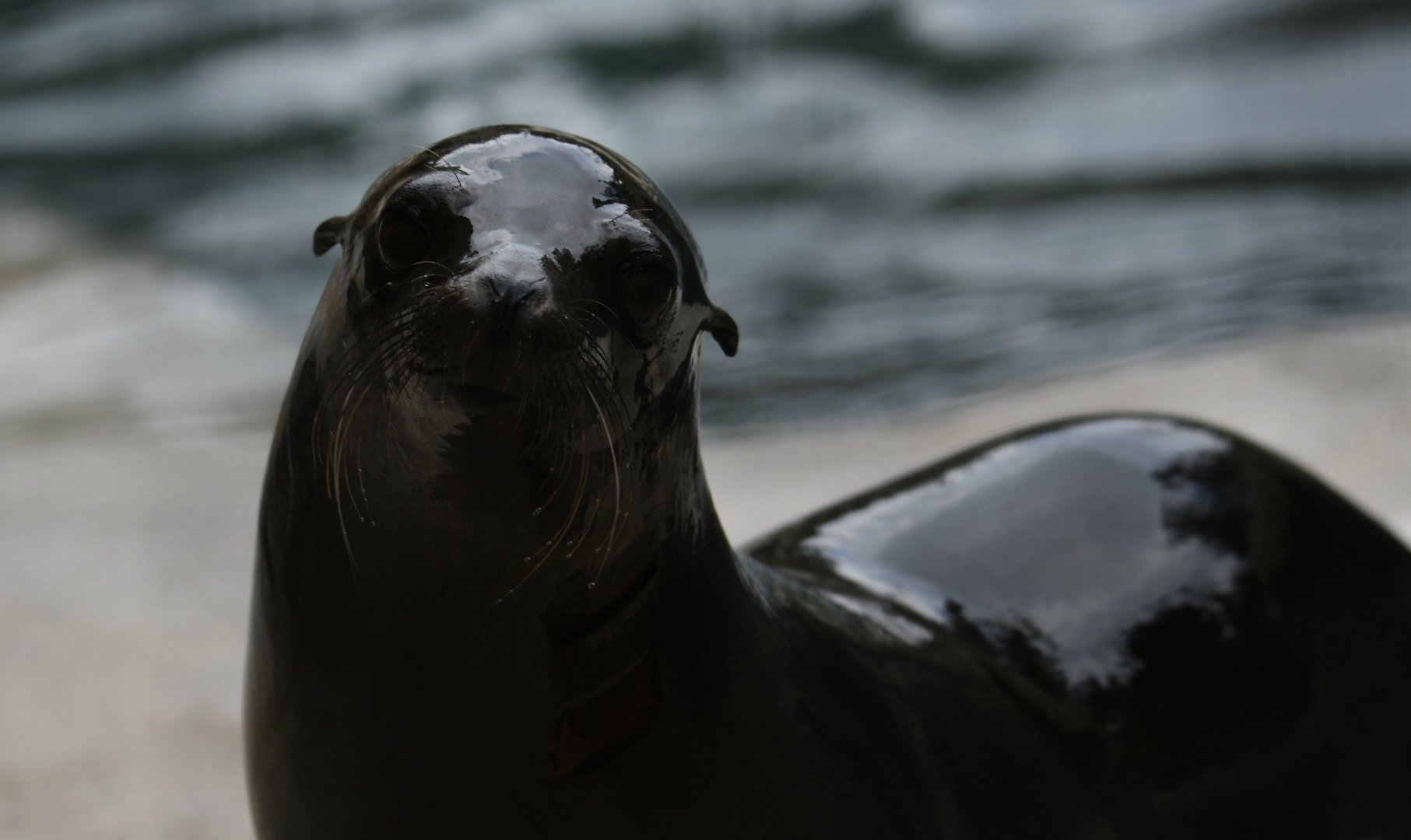 California sea lion Carolyn