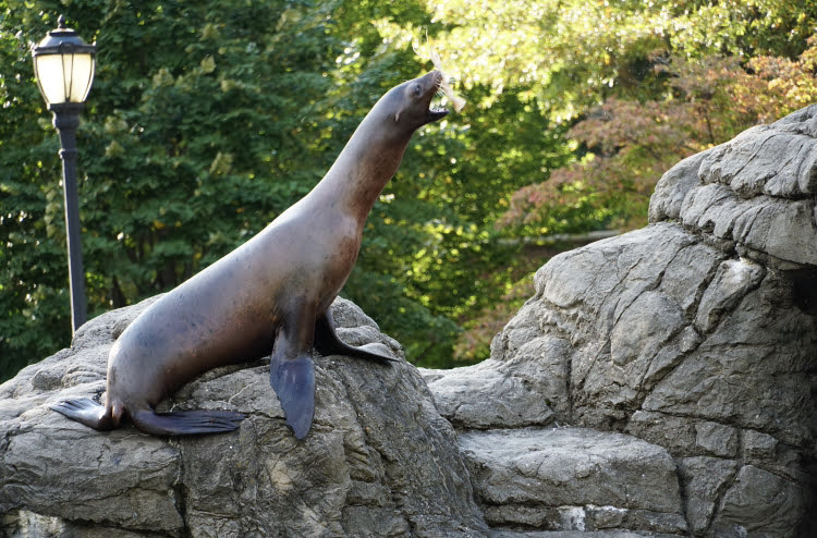 California sea lion catching fish