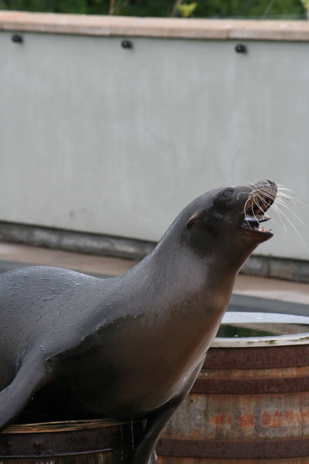 California sea lion cow catching fish