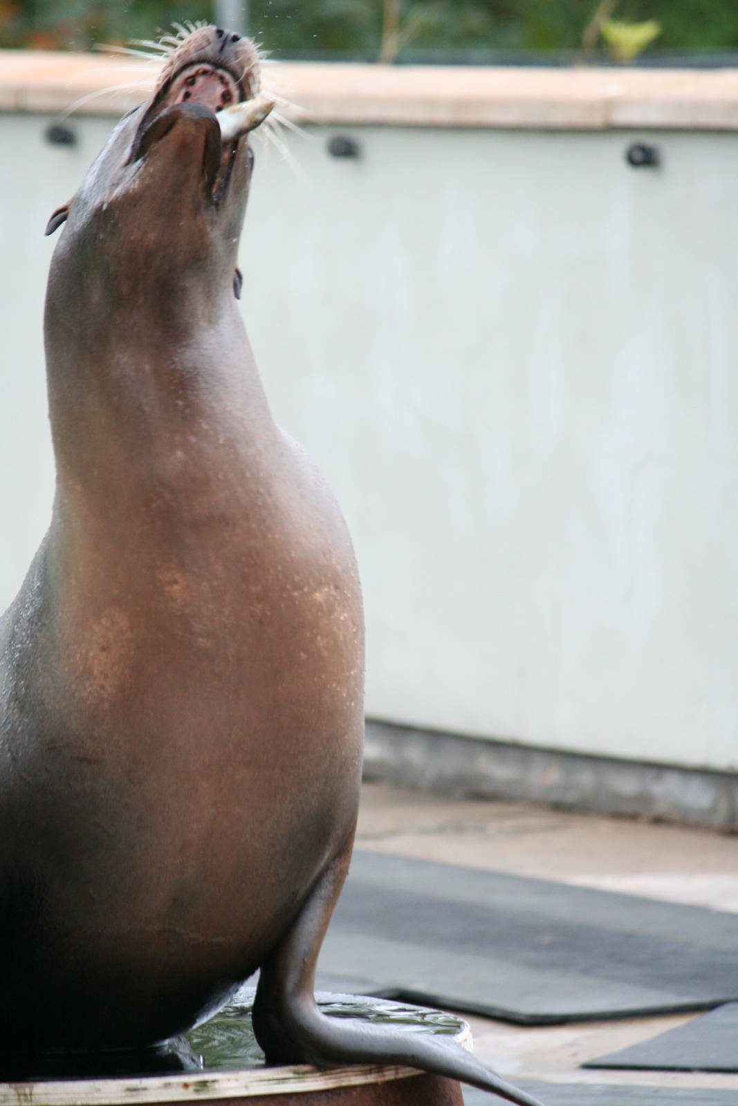 California sea lion cow catching fish