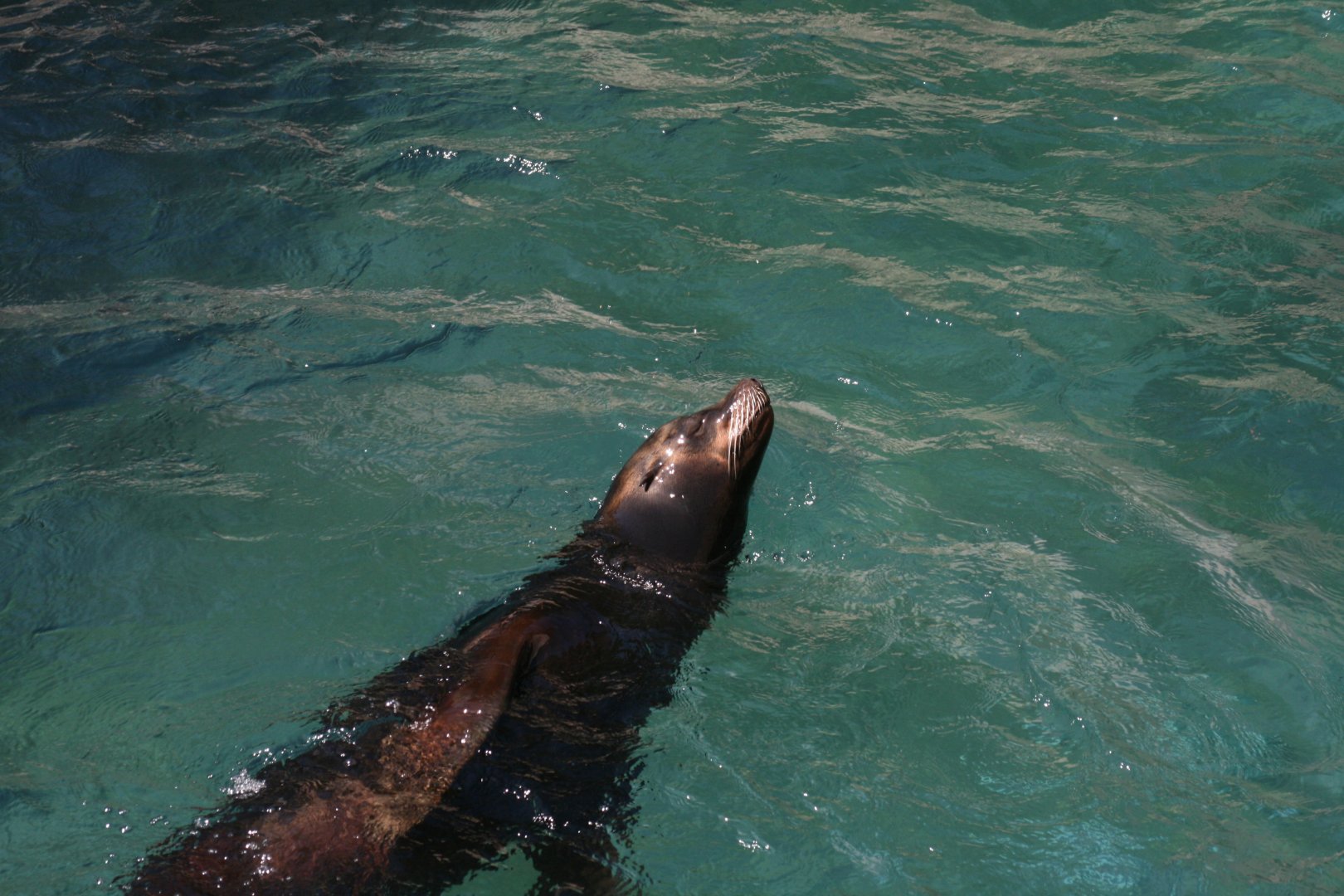California Sea Lion 'Daley'