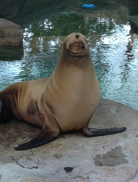 California Sea Lion-Duke