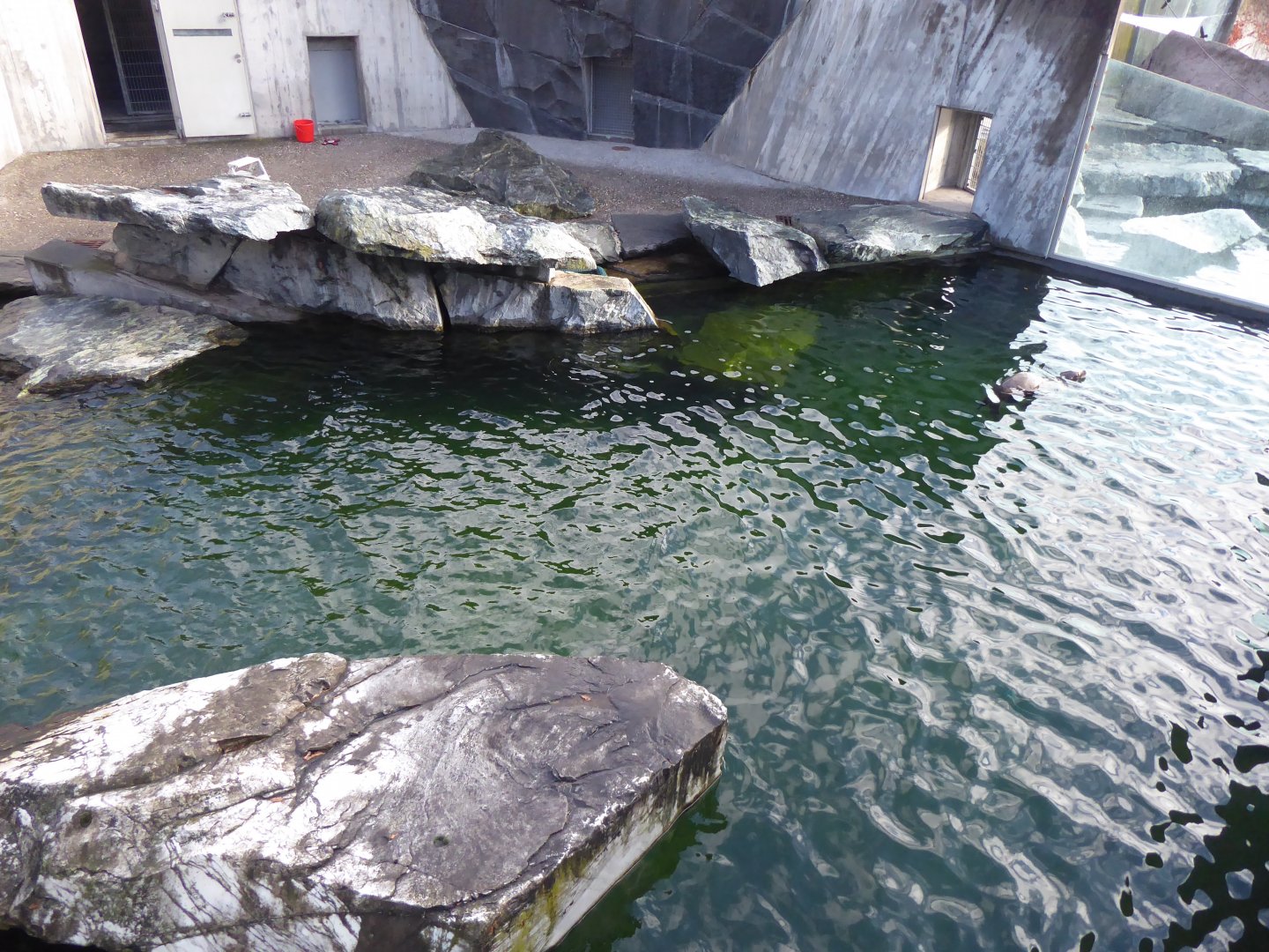 California sea-lion enclosure 011218