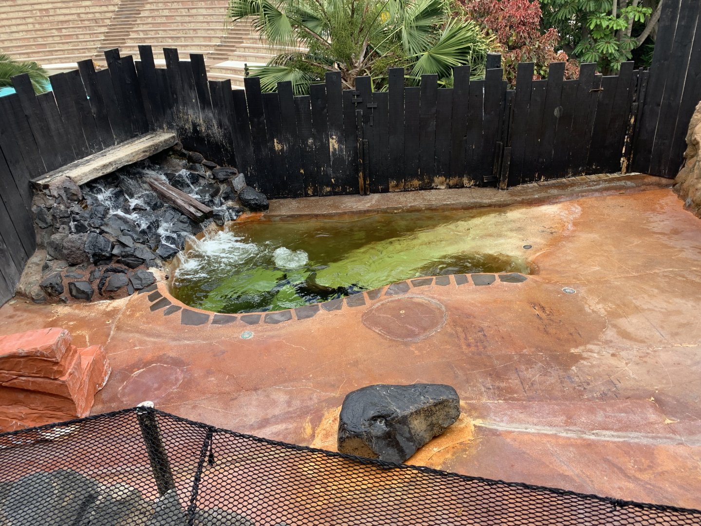 California Sea Lion - enclosure 1