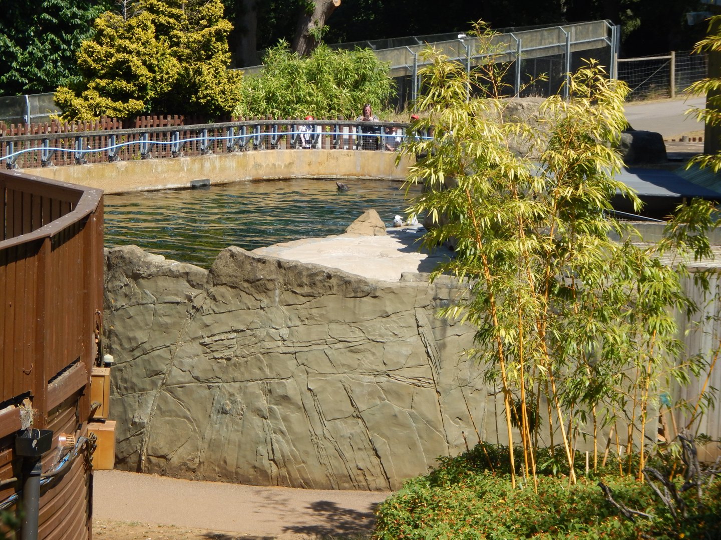 California sea-lion enclosure 110722