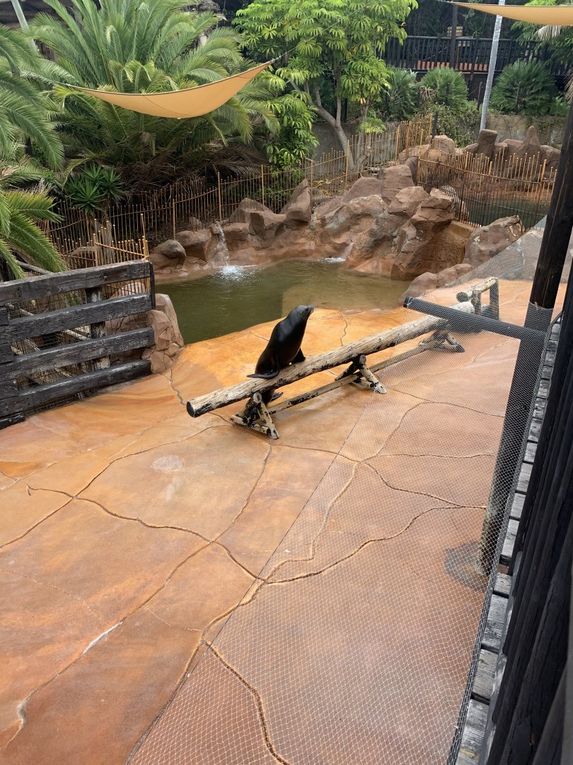 California Sea Lion - enclosure 2