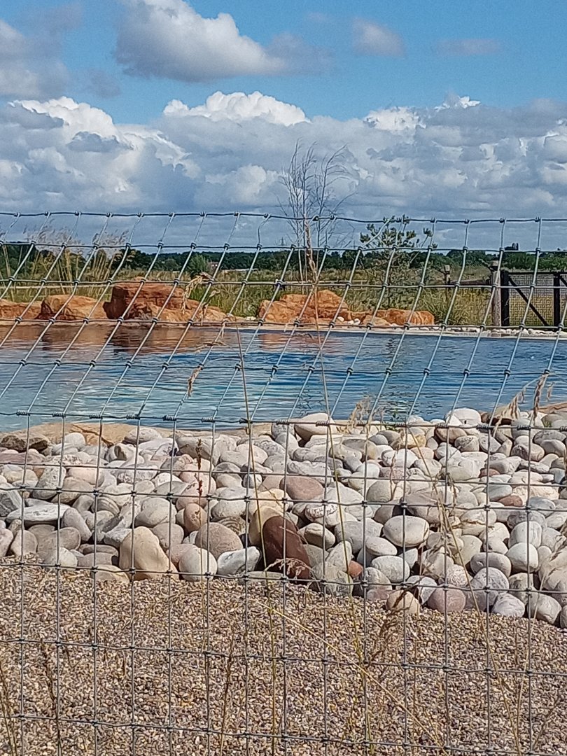 California Sea Lion enclosure 25/7/23
