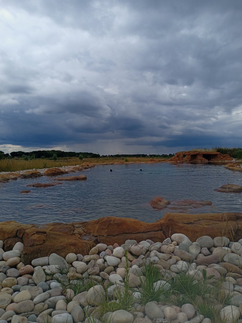 California Sea Lion enclosure 25/7/23