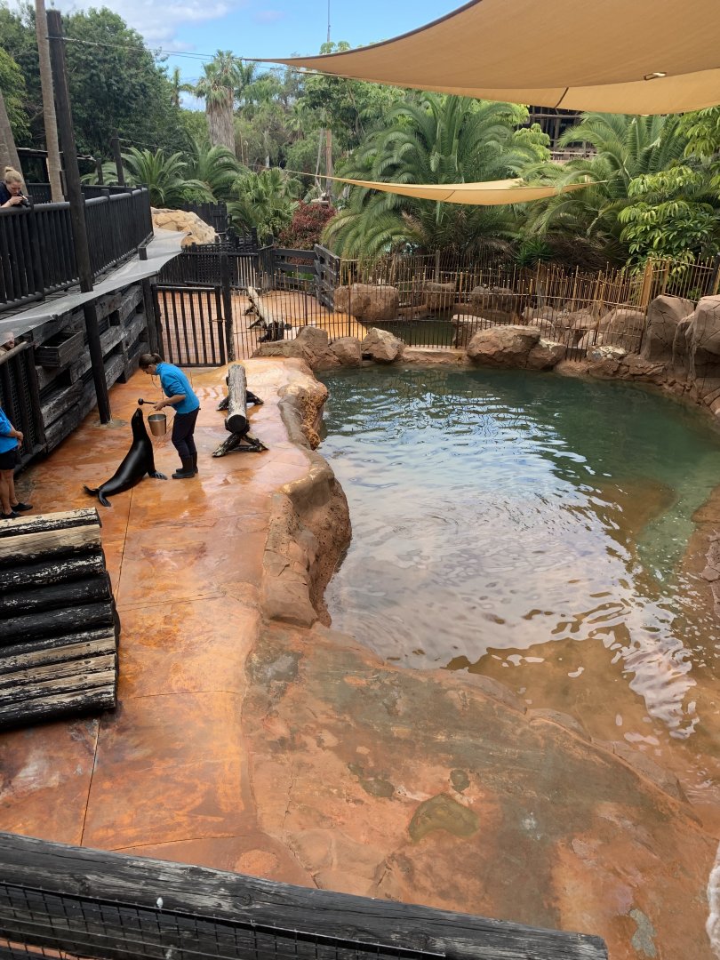 California Sea Lion - enclosure 3