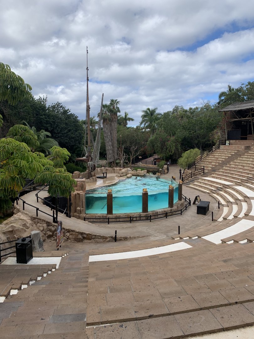 California Sea Lion - enclosure 4