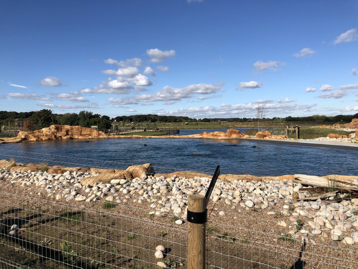 California Sea Lion Enclosure at Yorkshire Wildlife Park (October 2021)