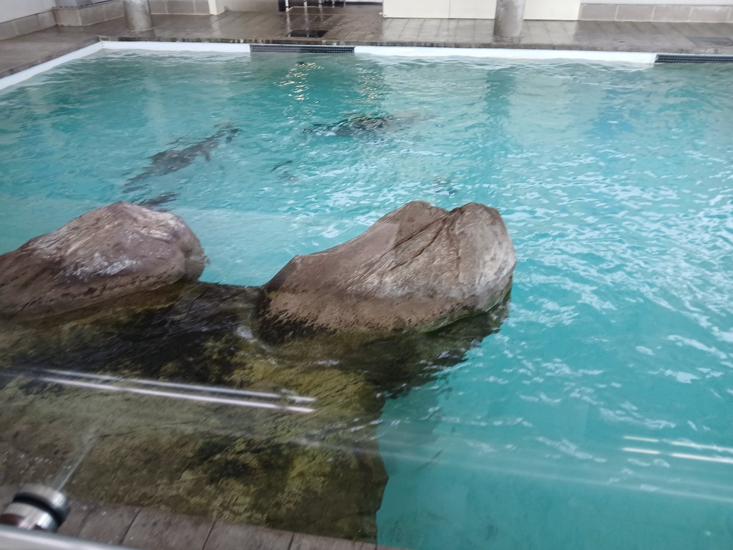 California Sea Lion enclosure - Seen Jan 29 2025