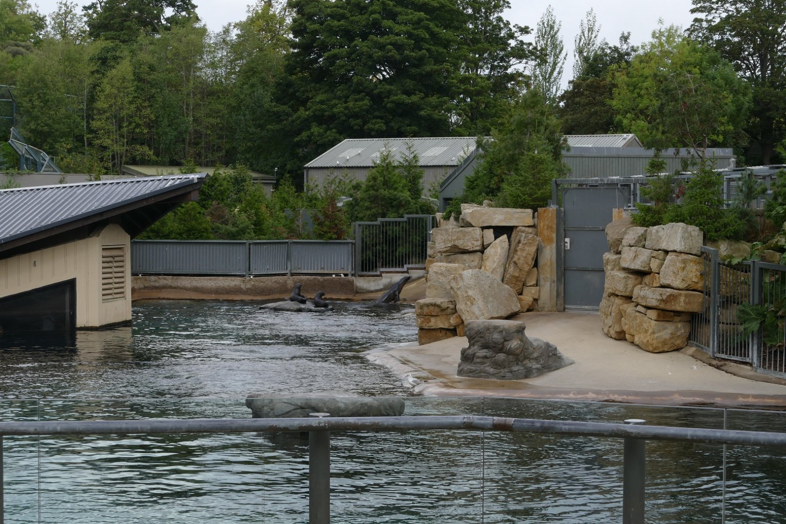 California sea lion enclosure, September 2018