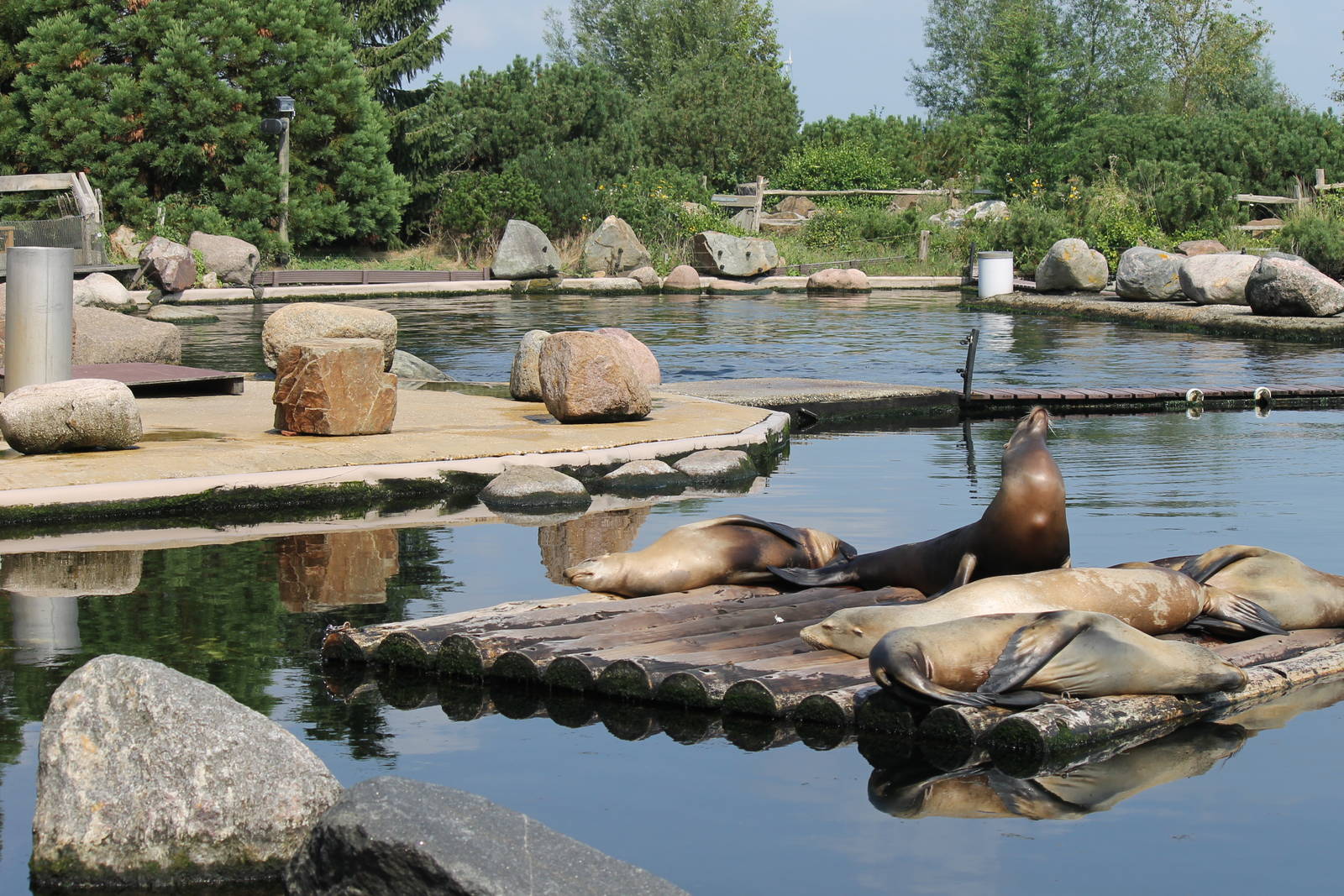 California sea lion enclosure