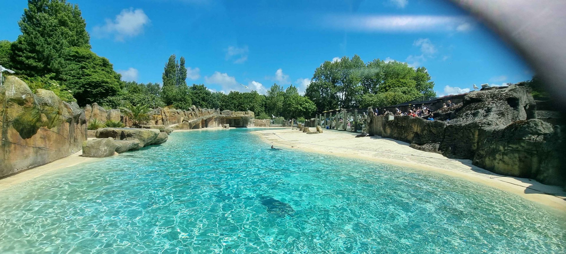 California Sea Lion Enclosure