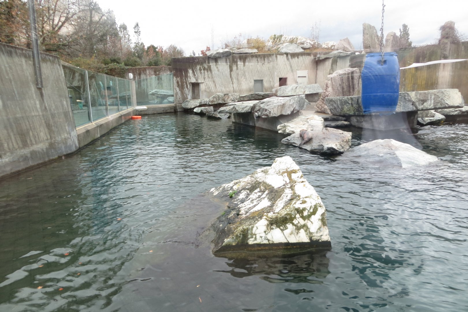 California sea-lion exhibit 031218