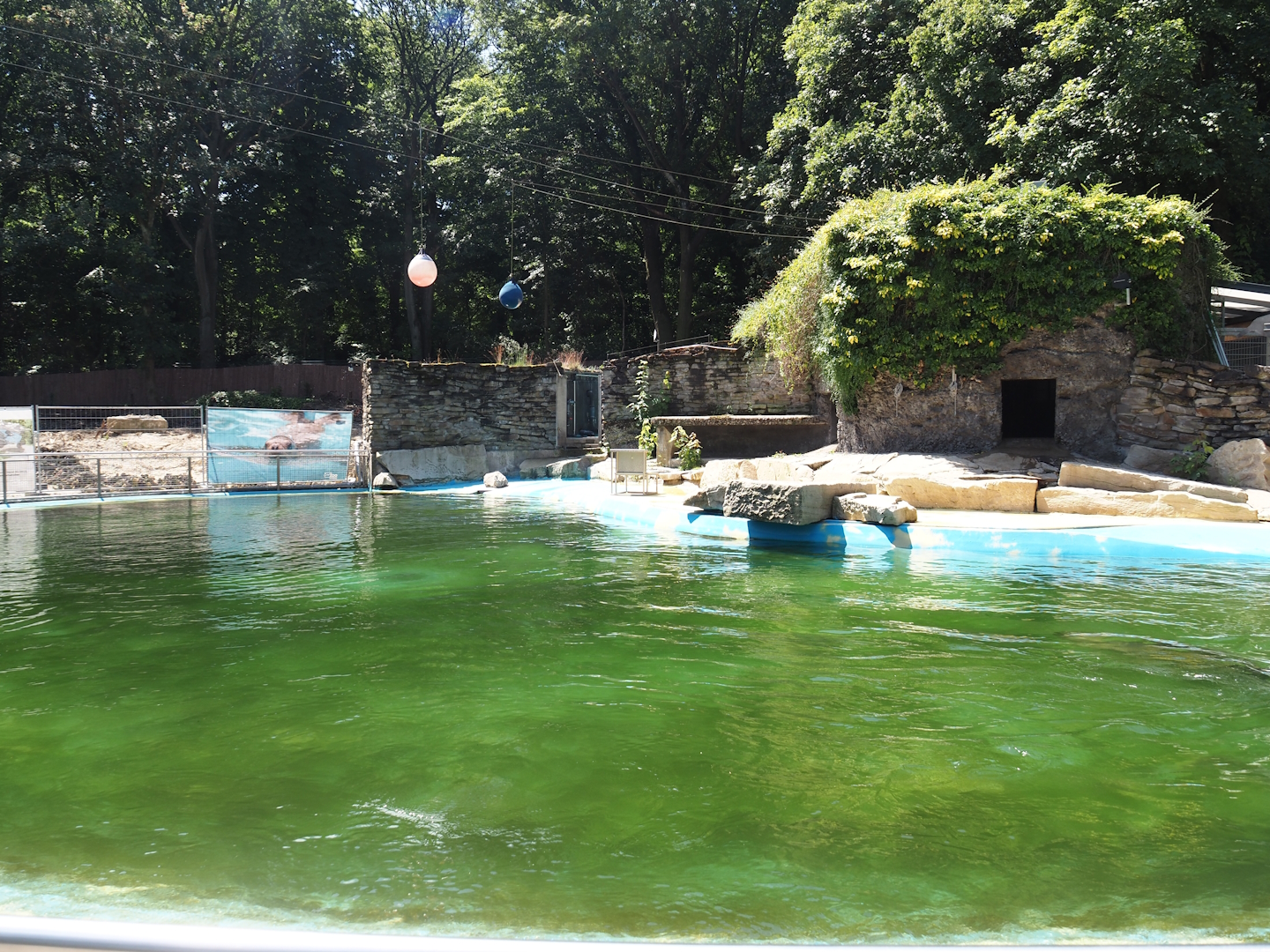 California sea lion exhibit, 2024-06-08