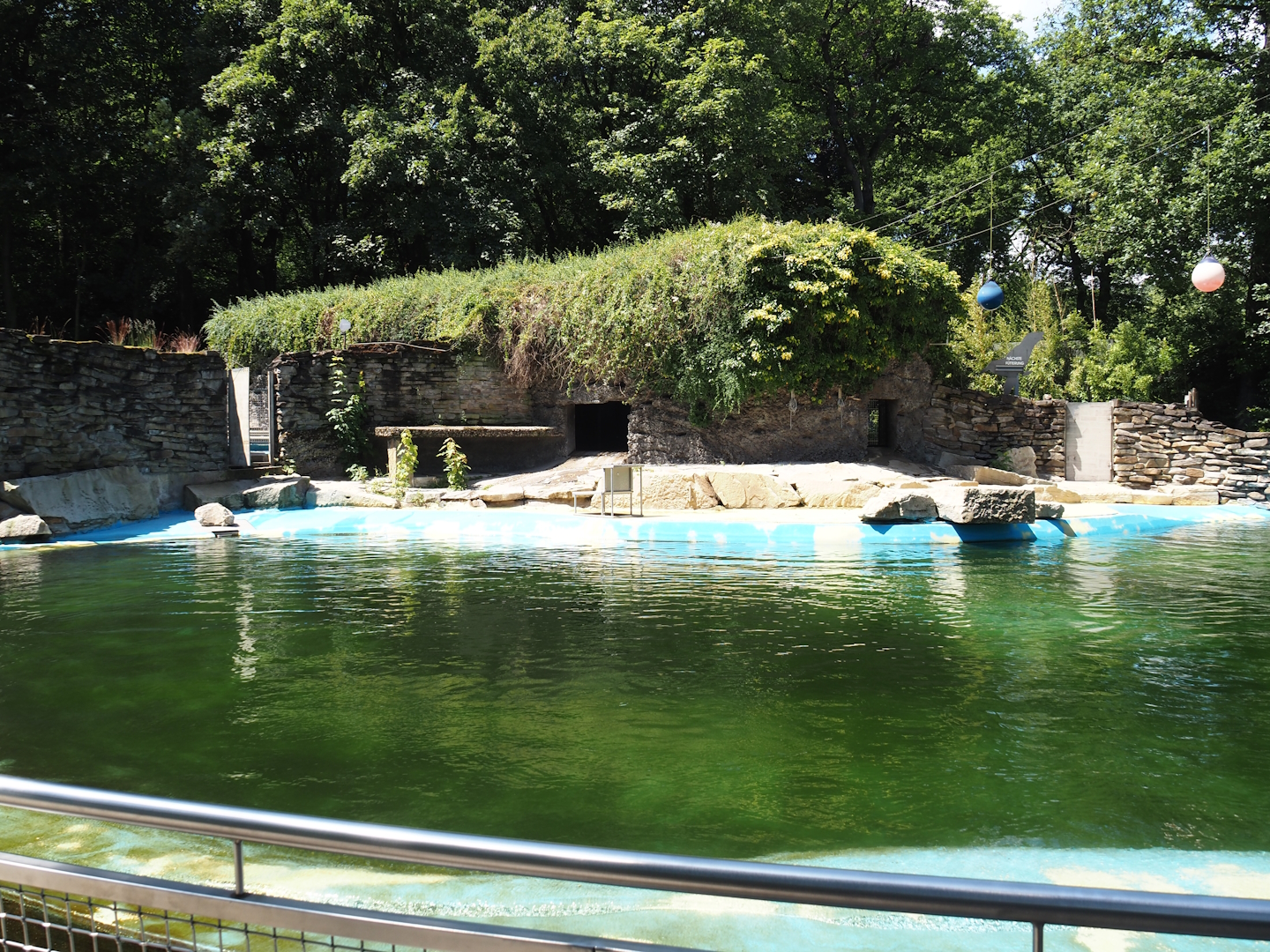 California sea lion exhibit, 2024-06-08