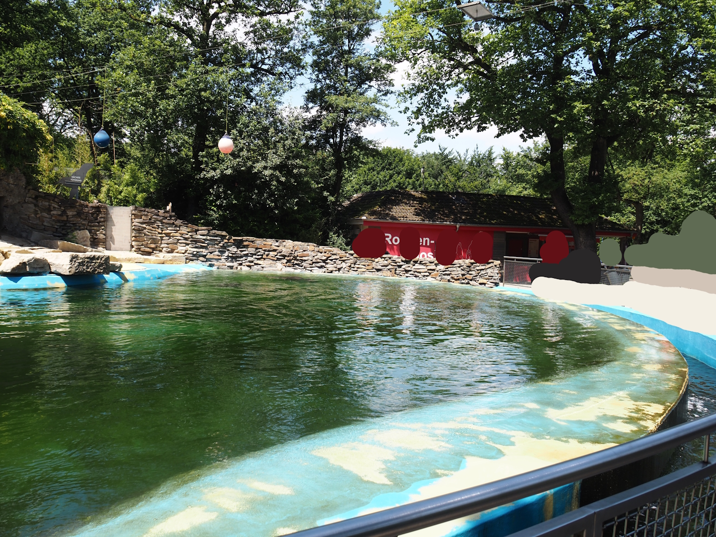 California sea lion exhibit, 2024-06-08