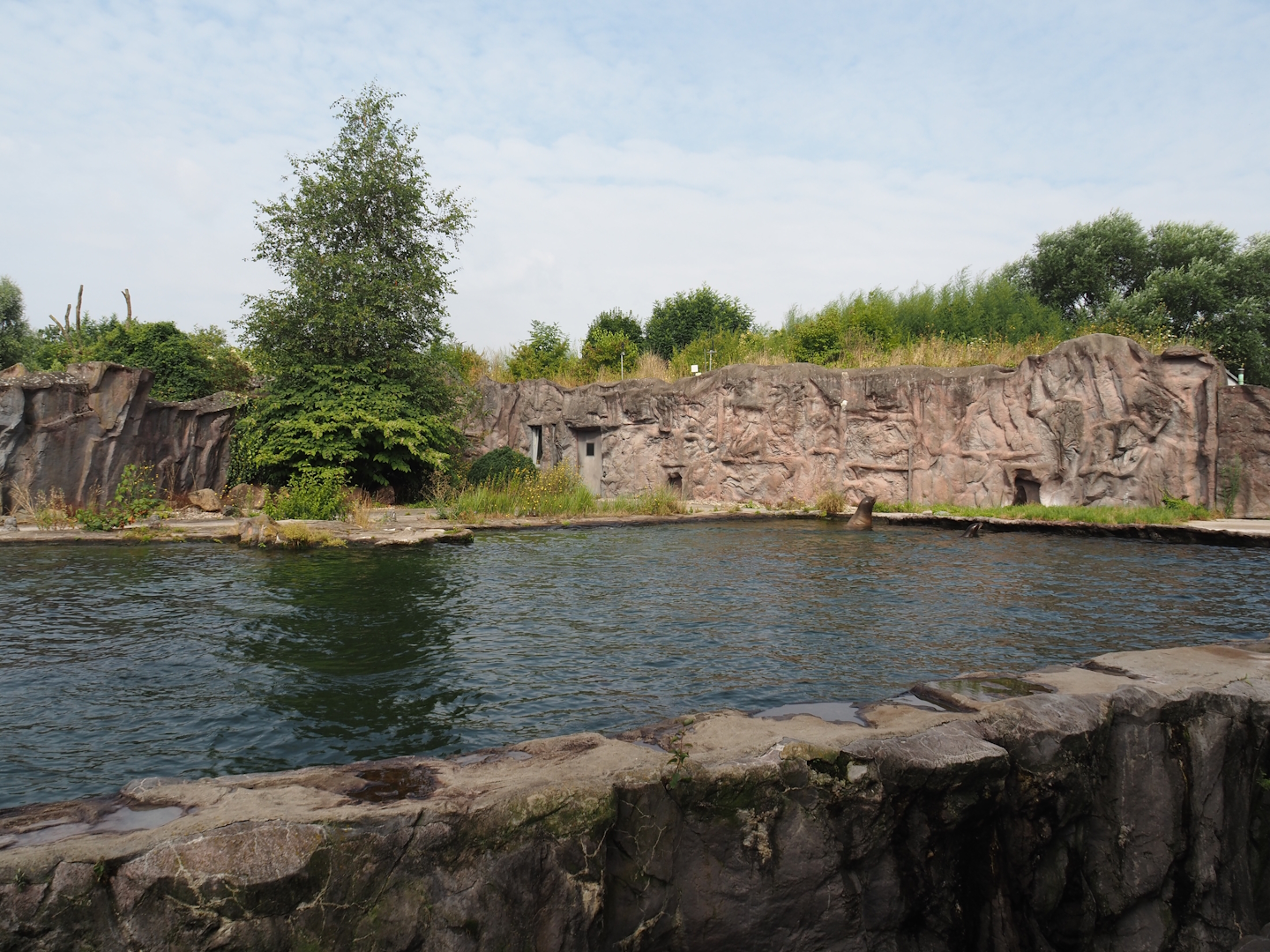 California sea lion exhibit, 2024-08-05