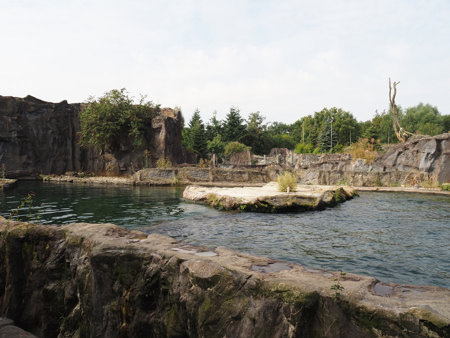 California sea lion exhibit, 2024-08-05