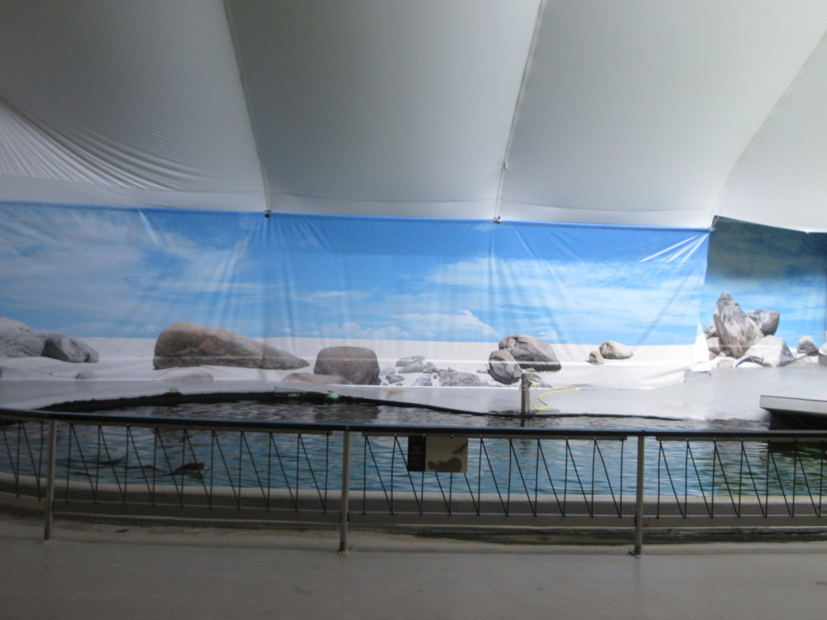 California Sea Lion Exhibit (50% of pool is shown)