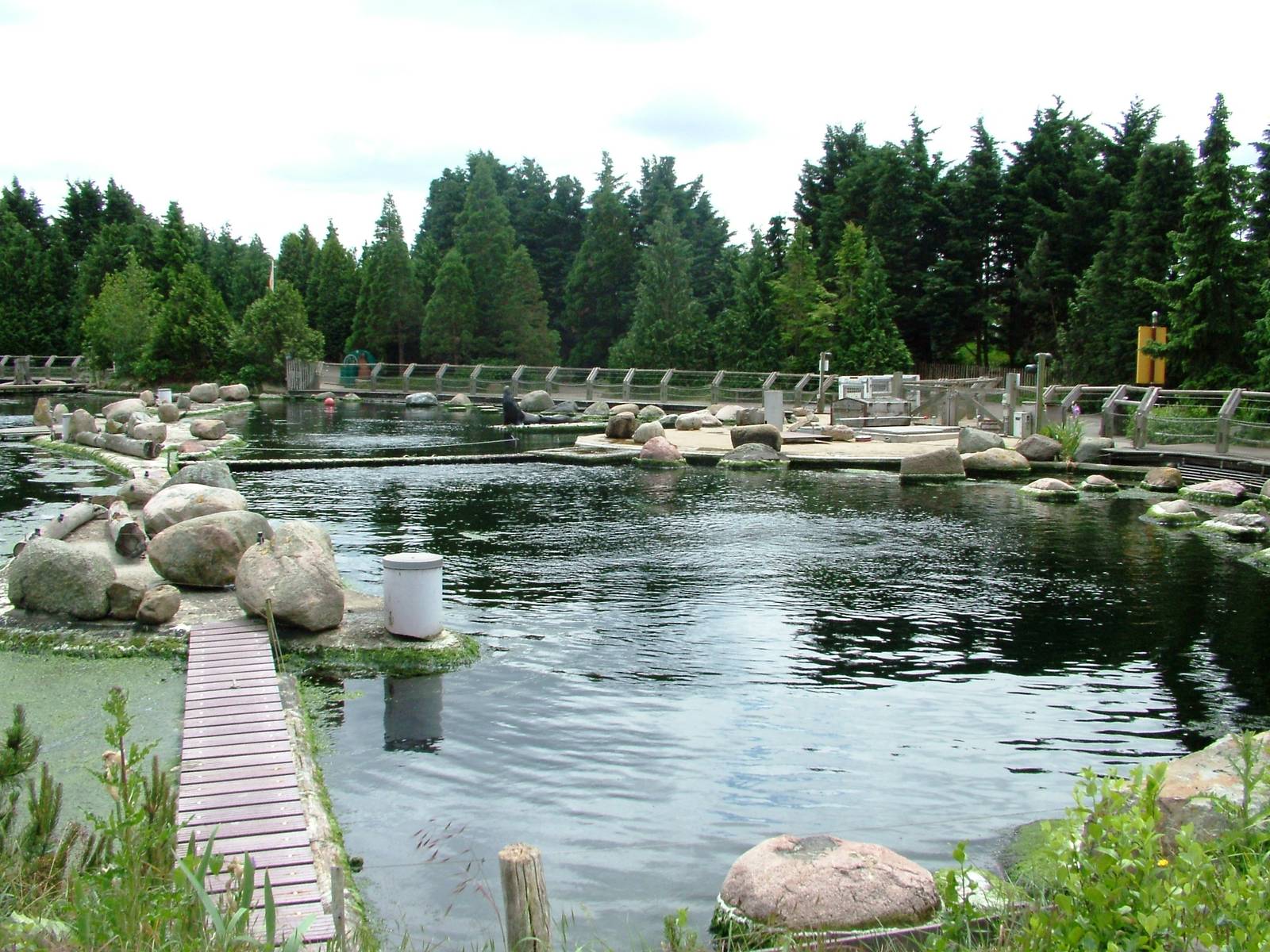 California Sea Lion Exhibit at Harderwijk, 01/06/12