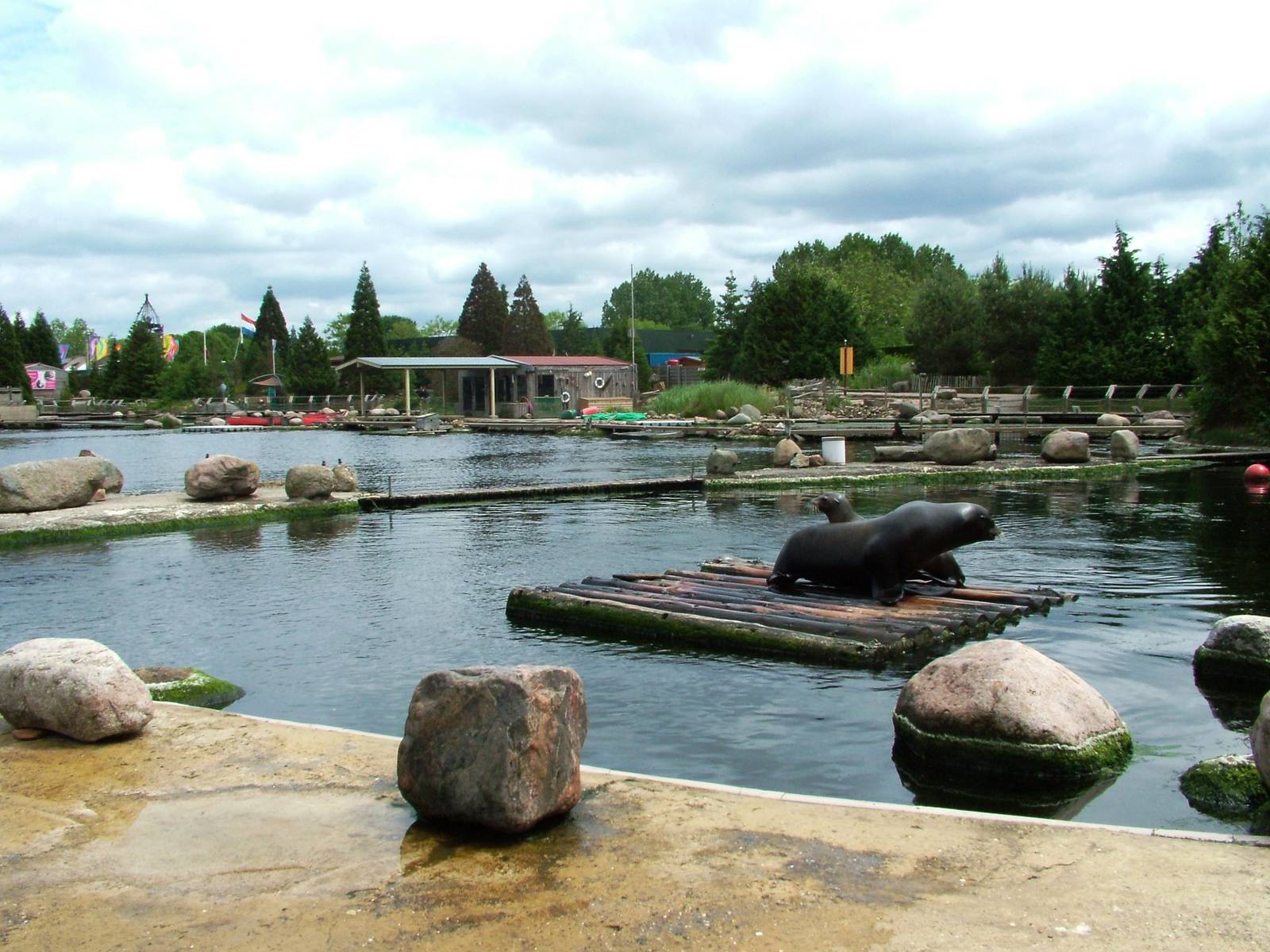 California Sea Lion Exhibit at Harderwijk, 01/06/12