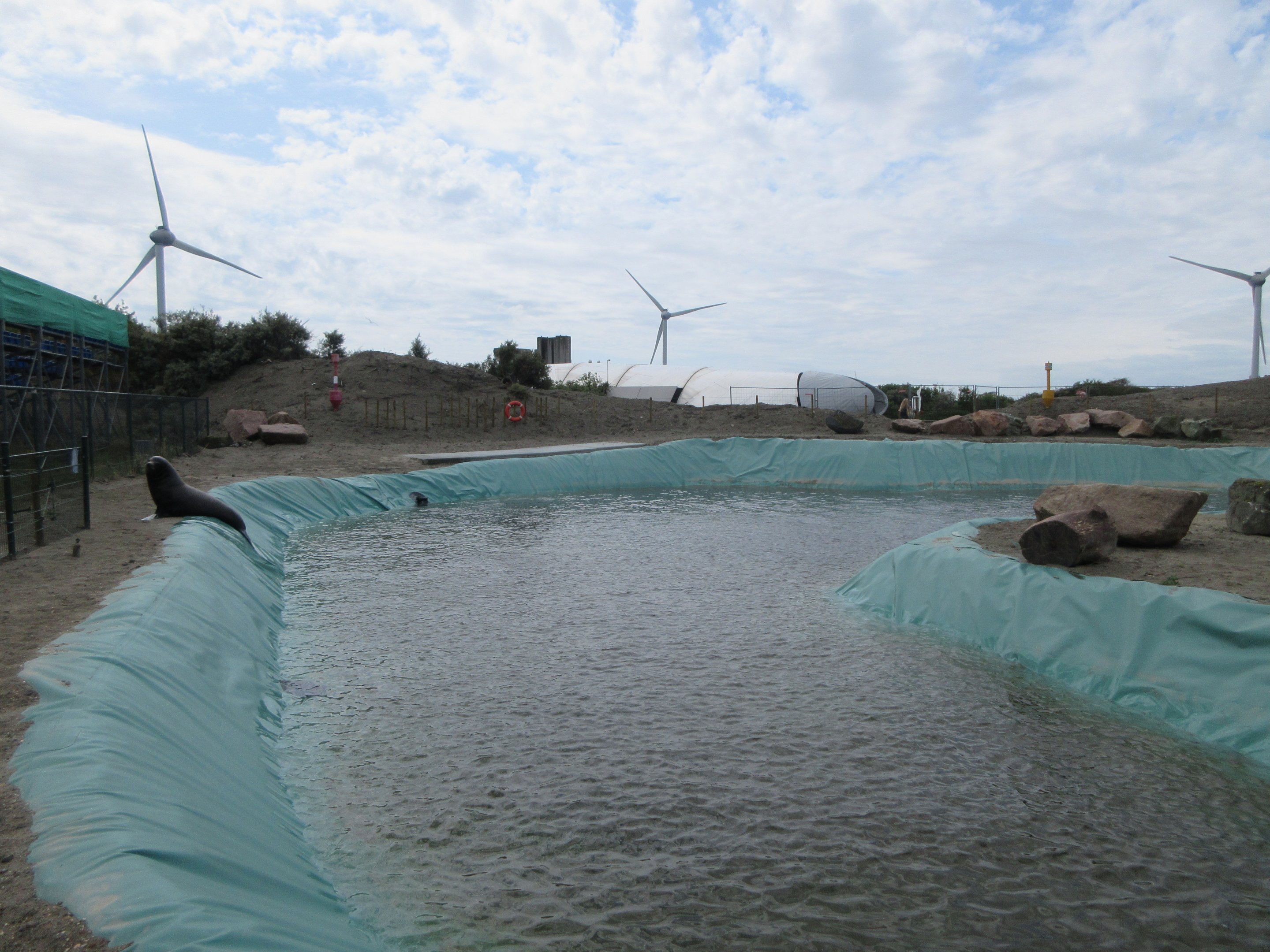 California Sea Lion Exhibit (looks home-made!)